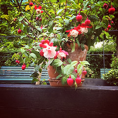 Image showing Pink fuchsia in summer garden