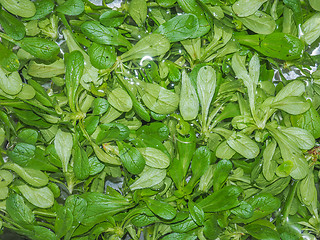 Image showing Green salad vegetables