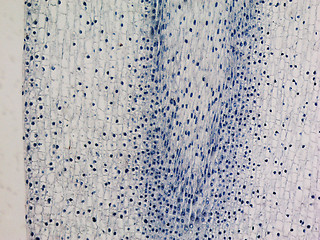 Image showing Corn root tip micrograph