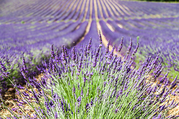 Image showing Lavander field