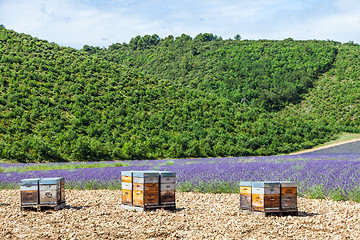 Image showing Beehive close to lavander field