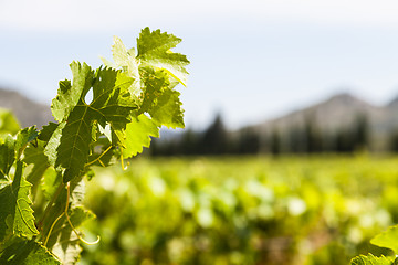 Image showing Provence vineyard