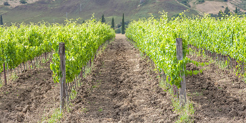 Image showing Tuscan wineyard