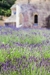 Image showing Lavander field