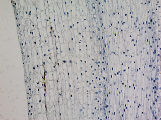 Image showing Corn root tip micrograph