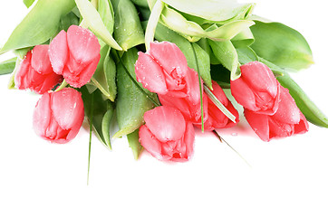 Image showing Spring Tulips