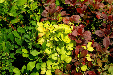 Image showing Variegated Bushes