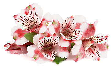 Image showing Pink Alstroemeria