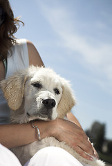 Image showing dog close up