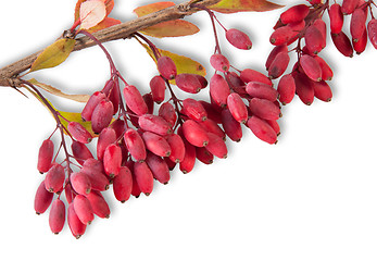 Image showing Ripe Barberry On A Branch Close-Up