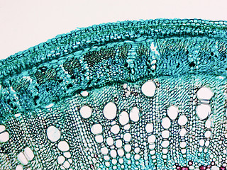 Image showing Cotton stem micrograph