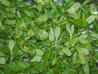 Image showing Green salad vegetables