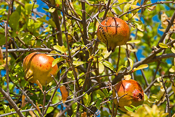 Image showing Pomegranate fruit.