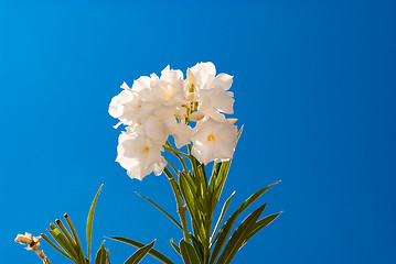 Image showing Flower and sky.