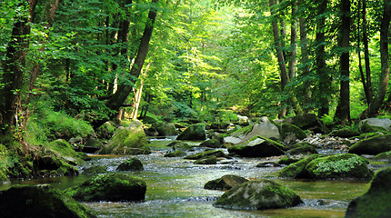 Image showing small river in the green forest 