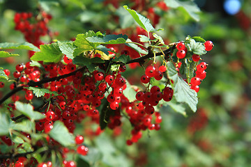 Image showing red currant plant 