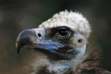Image showing head of vulture 