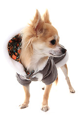 Image showing chihuahua and fashion 