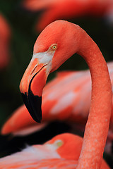 Image showing detail of red flamingo head 