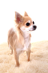 Image showing chihuahua 