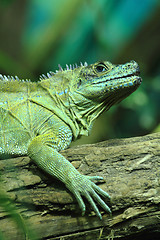 Image showing green lizard (small dragon)