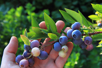 Image showing bluberries in the human hand