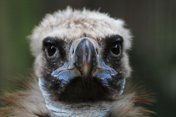 Image showing head of vulture 