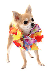 Image showing chihuahua and fashion 