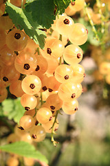 Image showing white currant fruit 