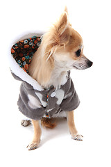 Image showing chihuahua and fashion 