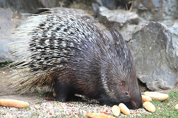 Image showing porcupine 