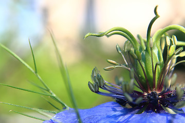 Image showing detail of nice blue flower 