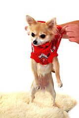 Image showing chihuahua and fashion 