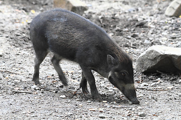 Image showing small wild pig 