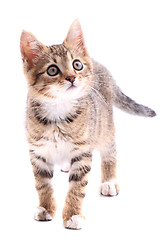 Image showing small cat 