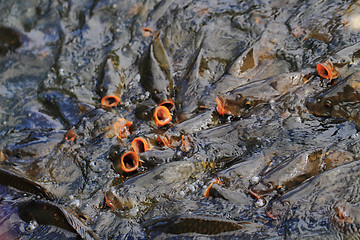 Image showing carp fishes in the water 