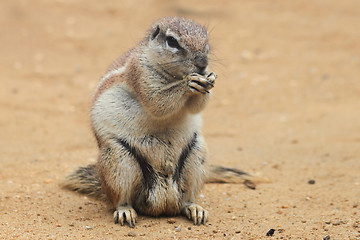 Image showing exotic sand squirrel 