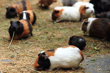 Image showing guinea pigs 