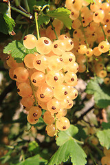 Image showing white currant fruit 