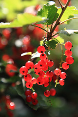 Image showing red currant plant 