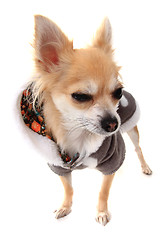 Image showing chihuahua and fashion 