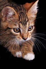 Image showing small cat 