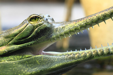 Image showing gavial detail (small aligator head)