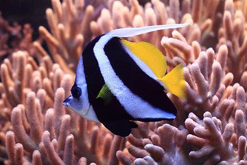 Image showing exotic fish in the sea 