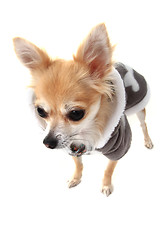 Image showing chihuahua and fashion 