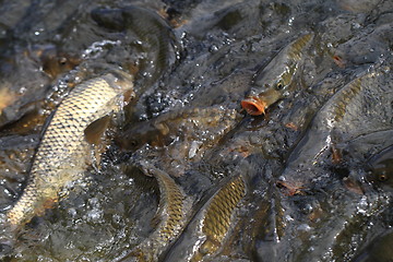 Image showing carp fishes in the water 