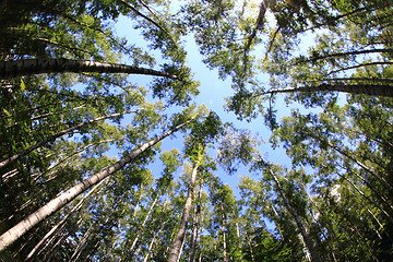 Image showing birch forest background