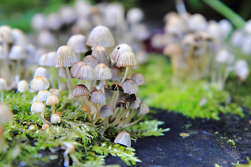 Image showing small mushrooms forest 