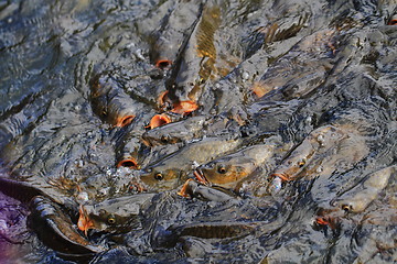 Image showing carp fishes in the water 