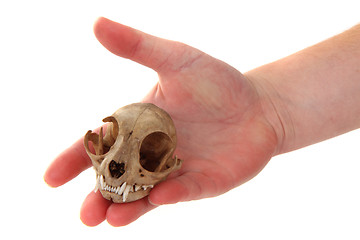 Image showing cat skul in human hand